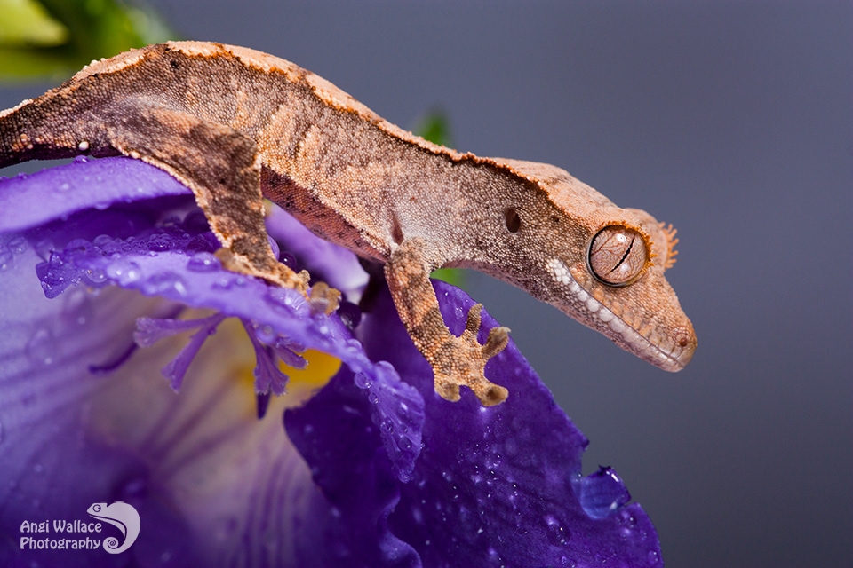 Crested gecko