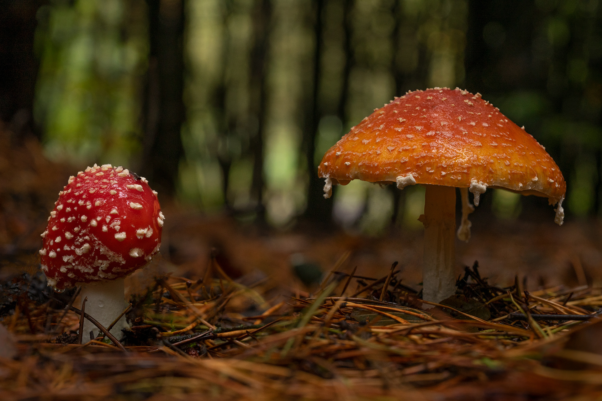 Fly agaric