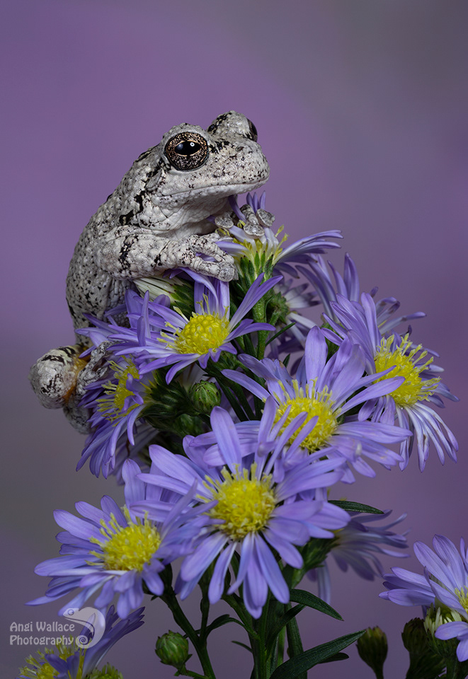 Gray tree frog