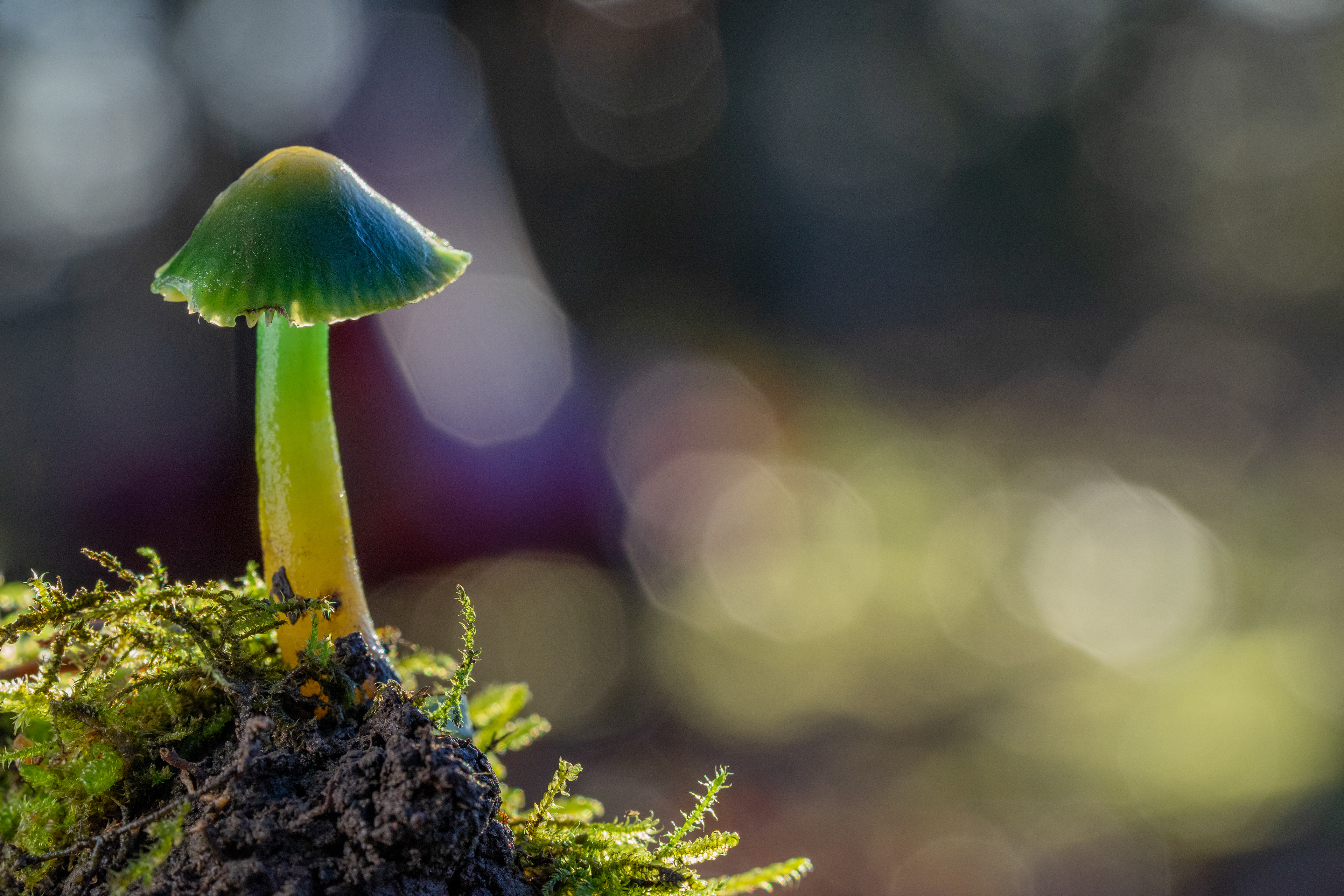 Parrot wax cap