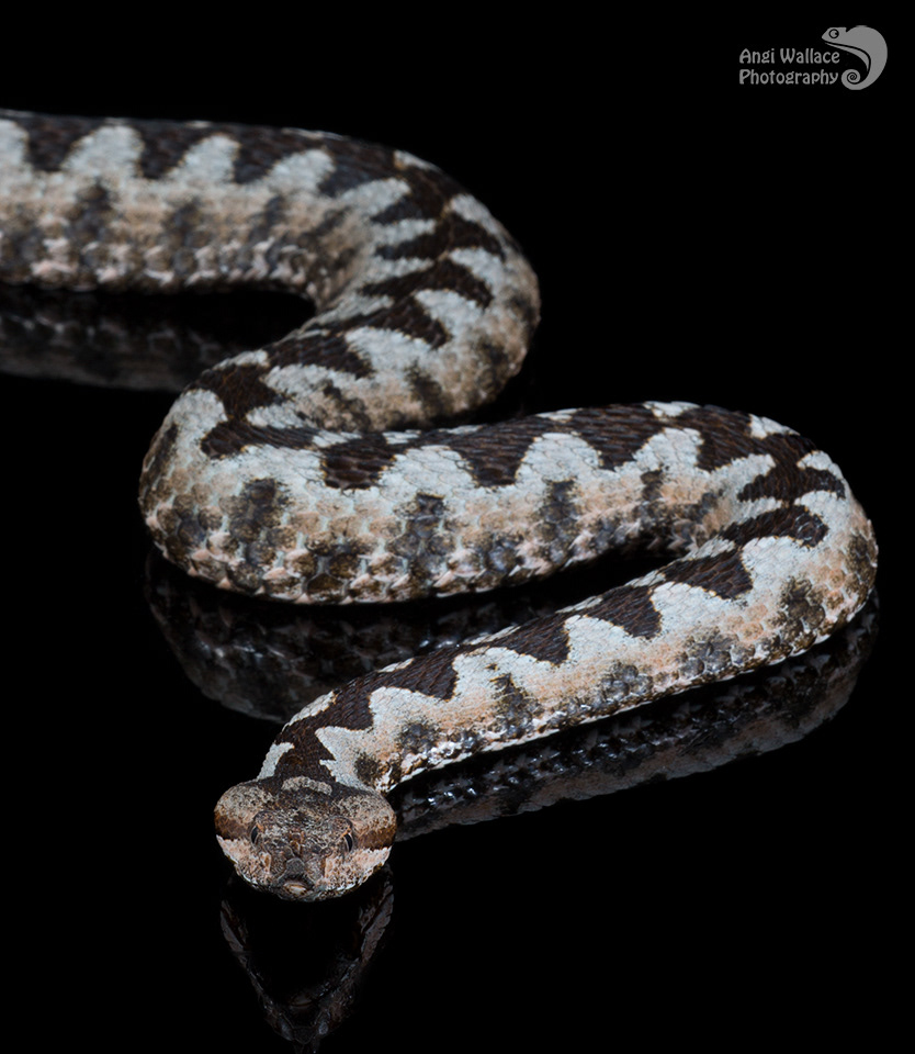 Ammodytes viper