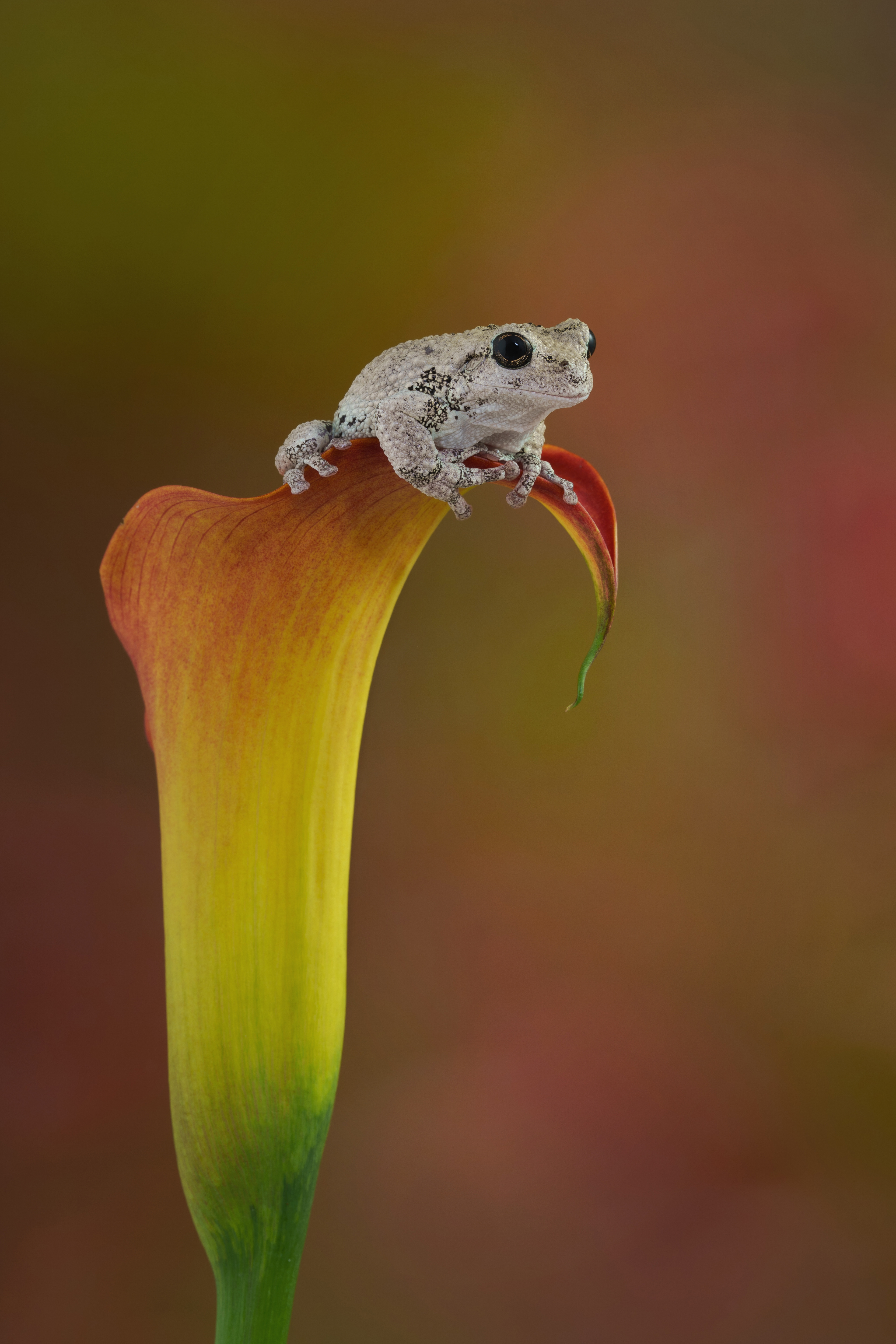 Gray tree frog