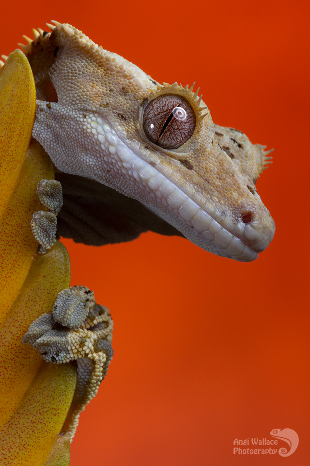 Crested gecko