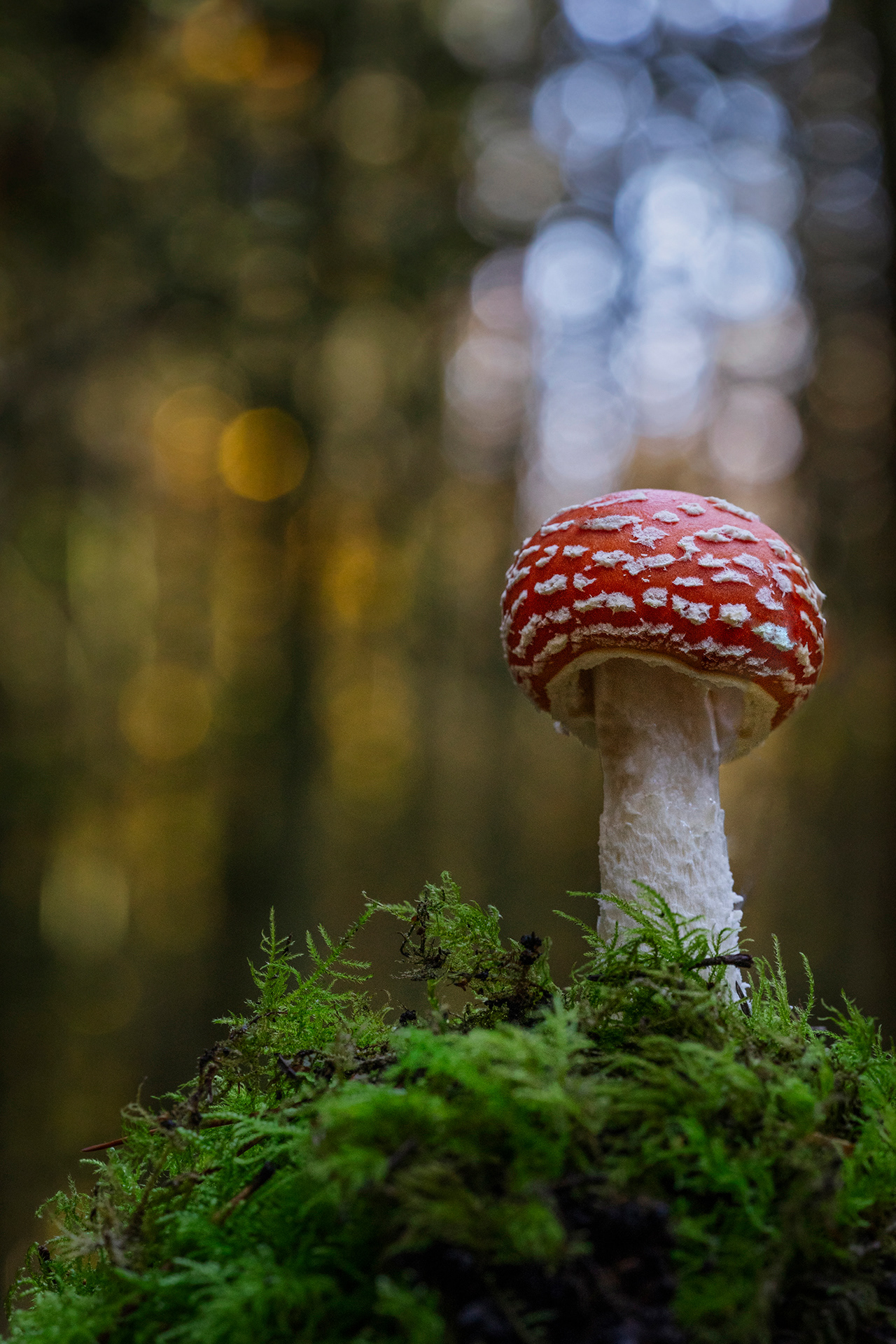 Fly agaric