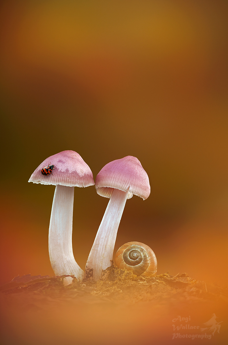 Rosy bonnets