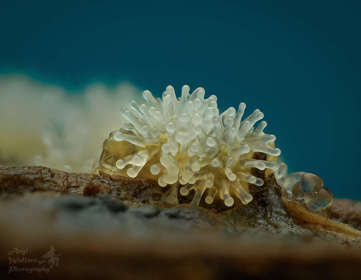 White coral slime mould
