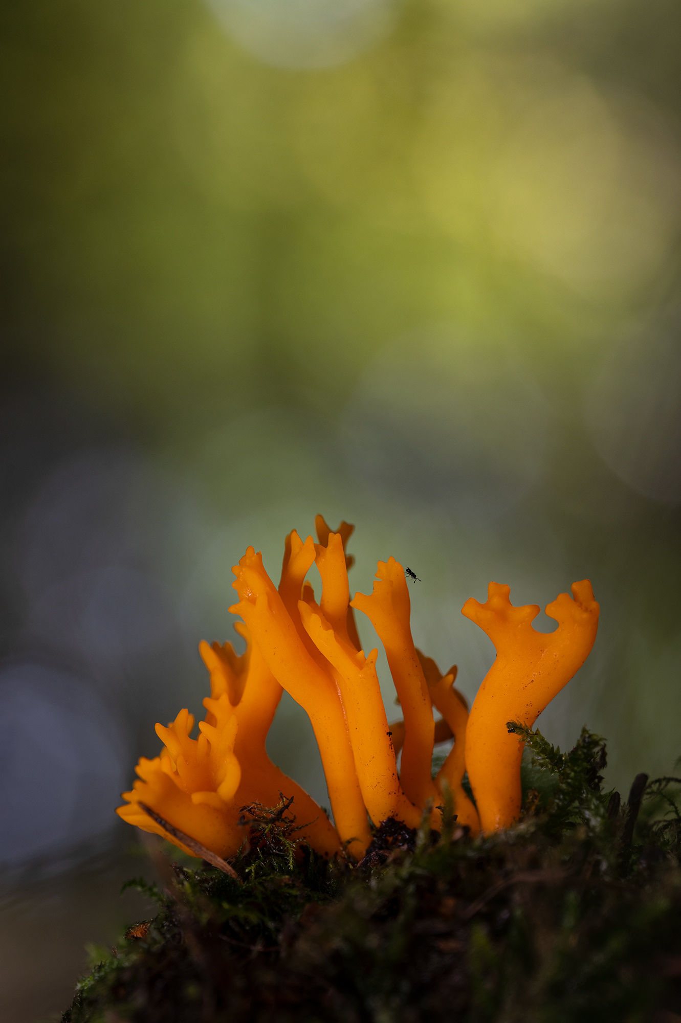 Yellow Stags horn