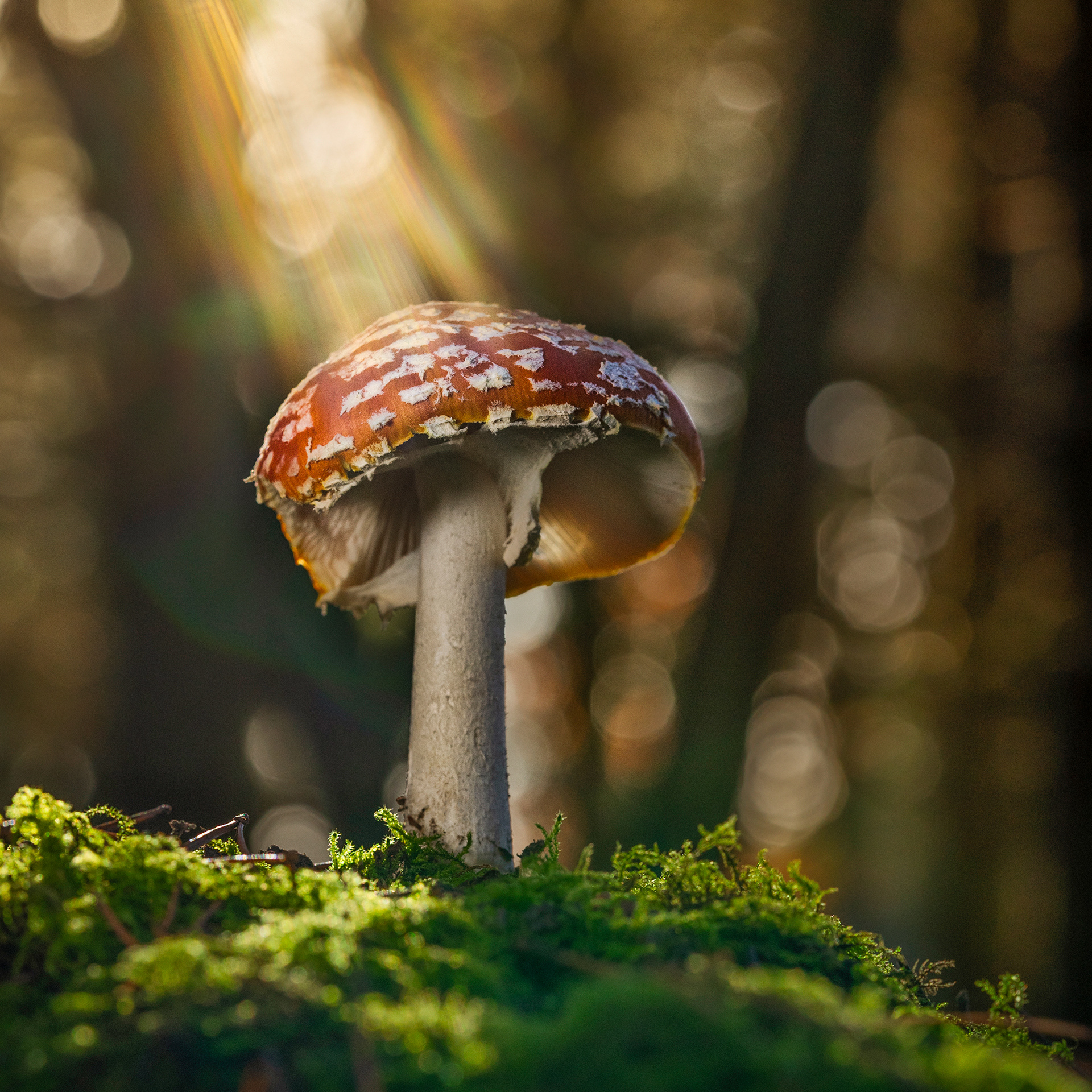 Fly agaric