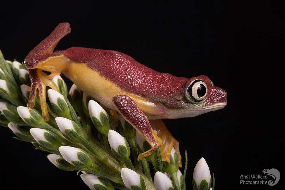 Lemur leaf frog
