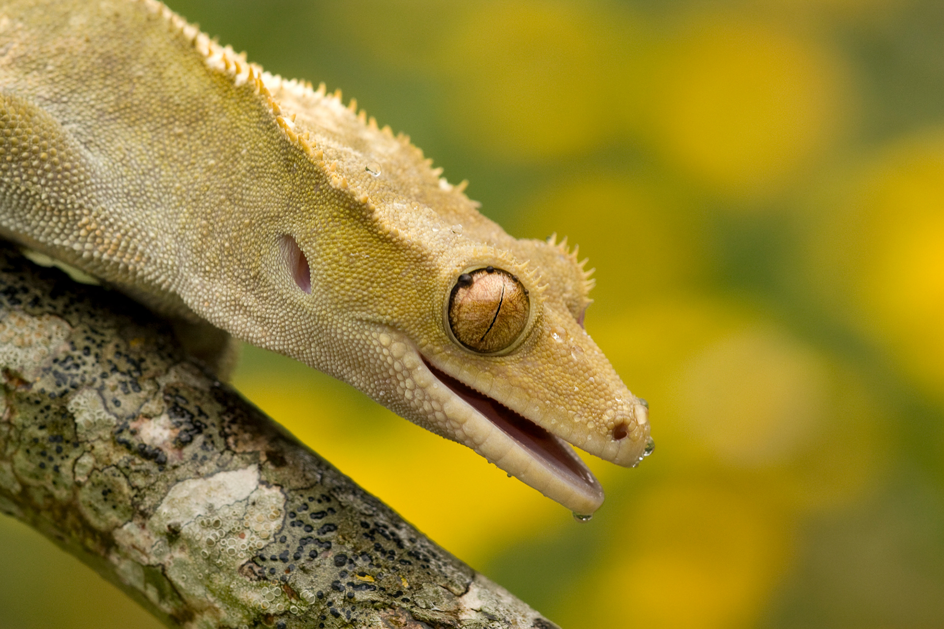 Crested gecko