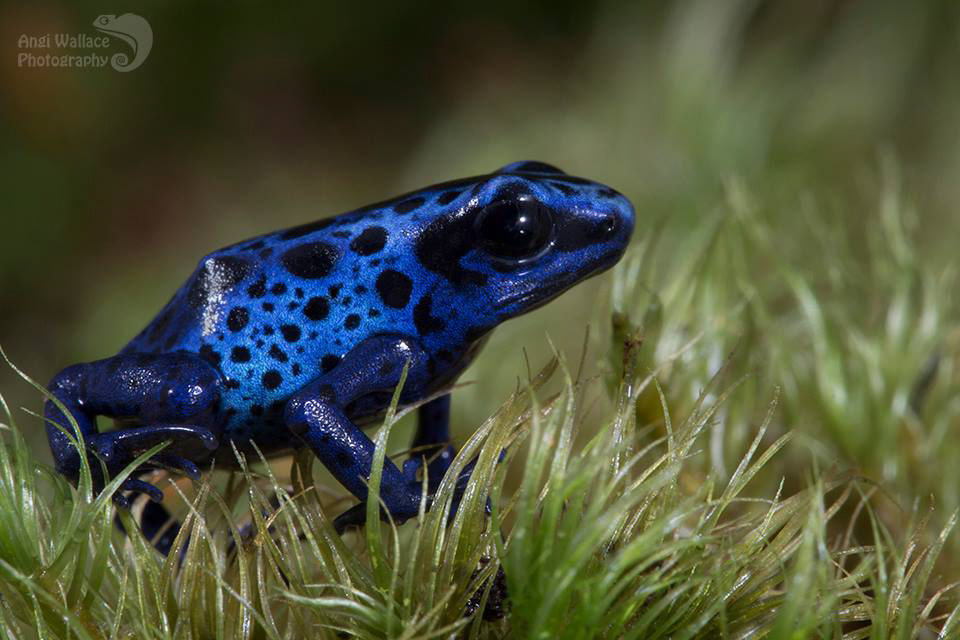 Dart frog