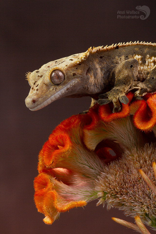 Crested gecko