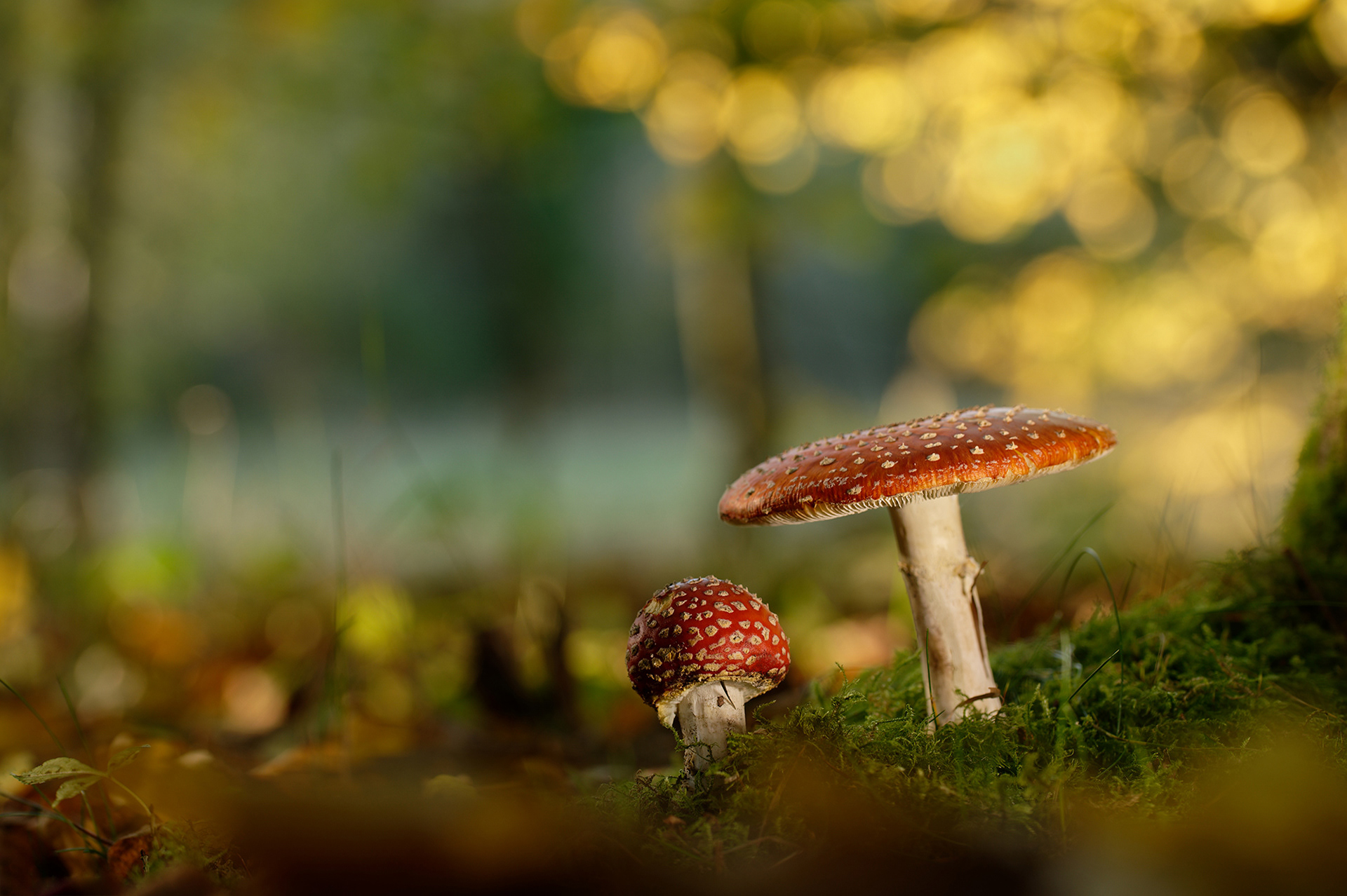 Fly agarics
