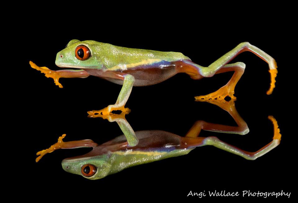 Red eyed tree frog