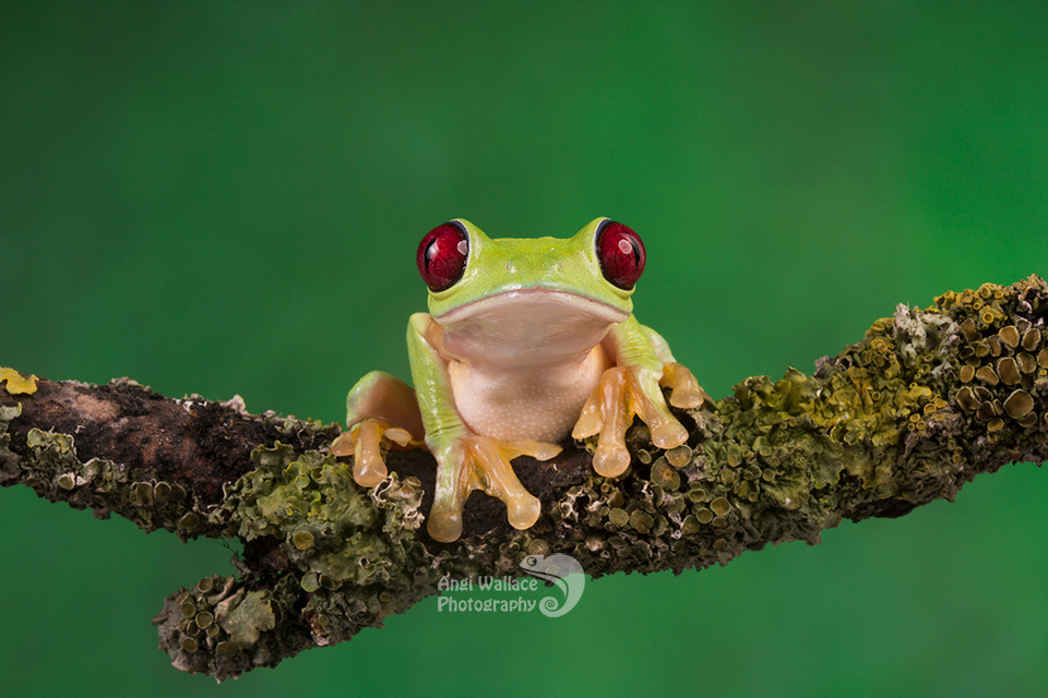 Maroon eyed frog