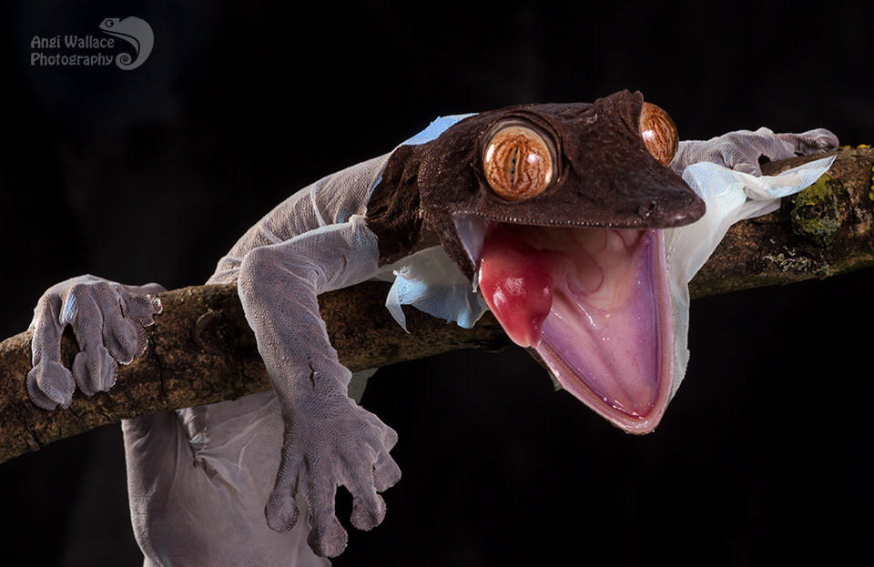 Giant leaf tailed gcko