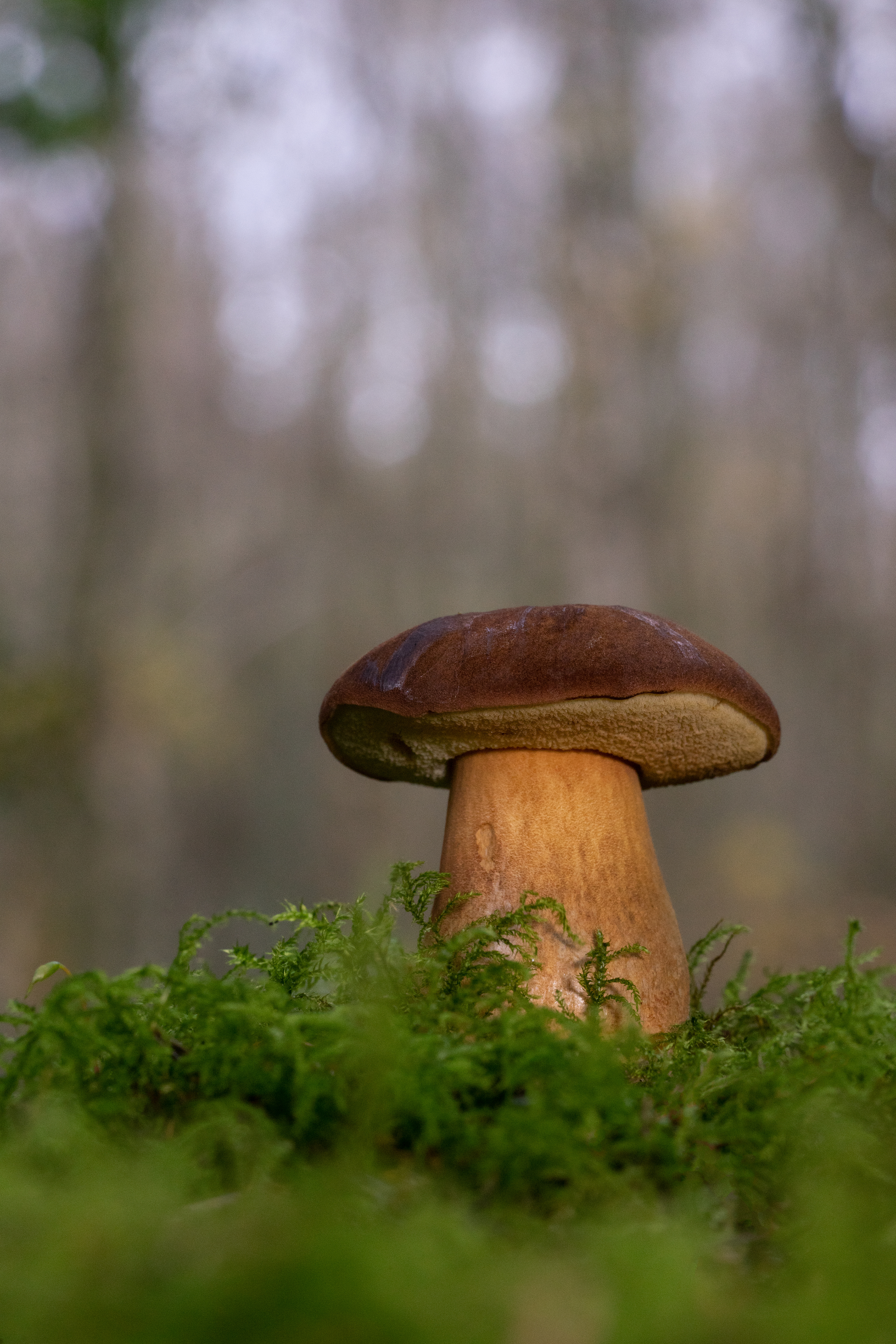 Bolete
