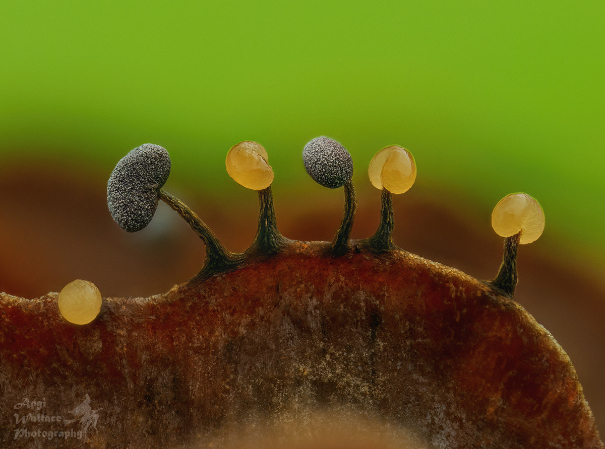  Physarum compressum