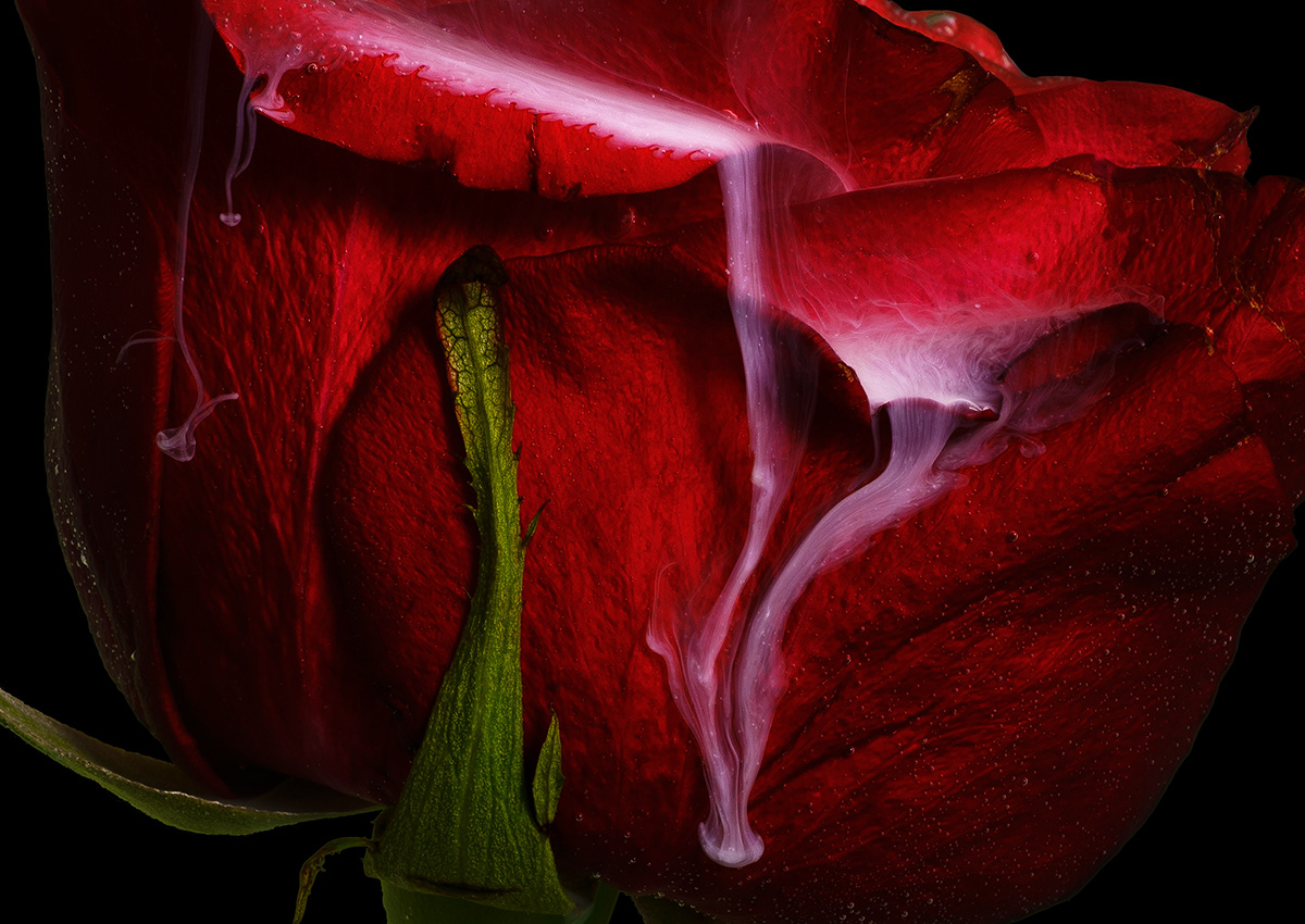 The Lovers tear