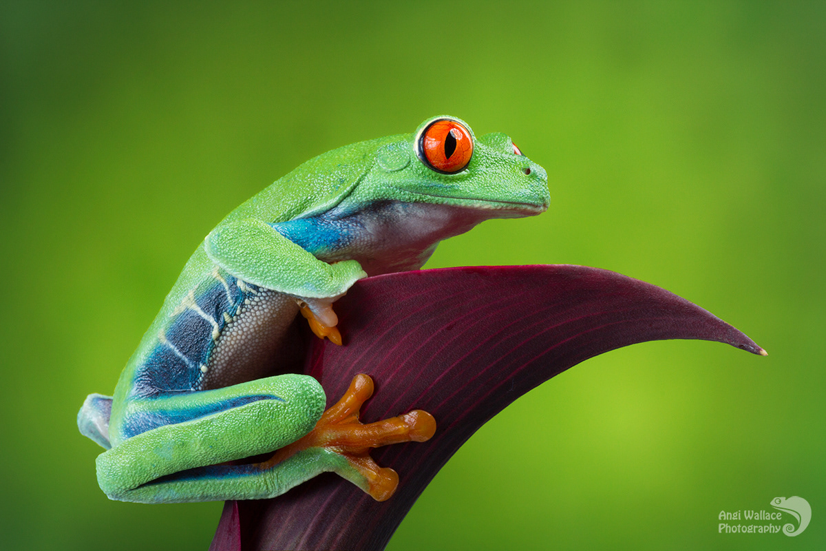 Red eyed tree frog