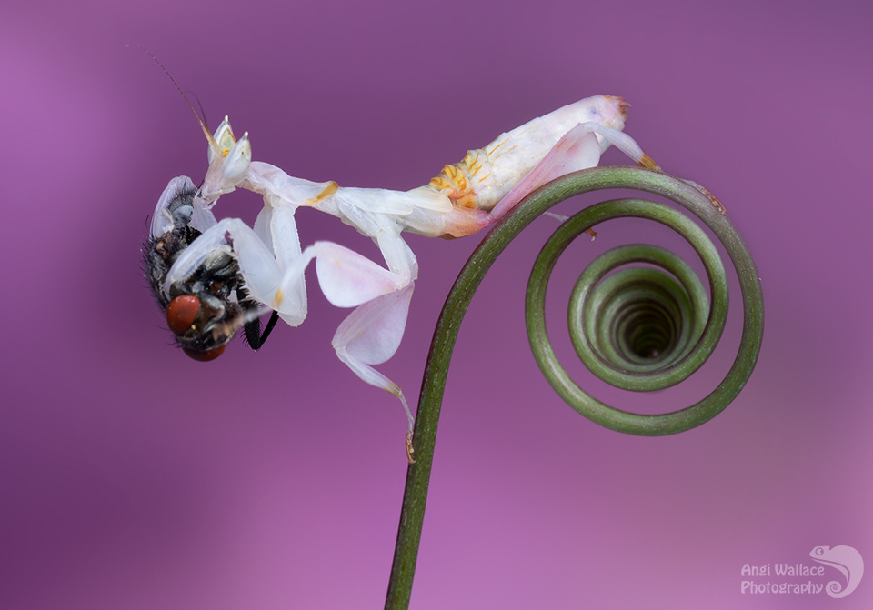 Orchid mantis