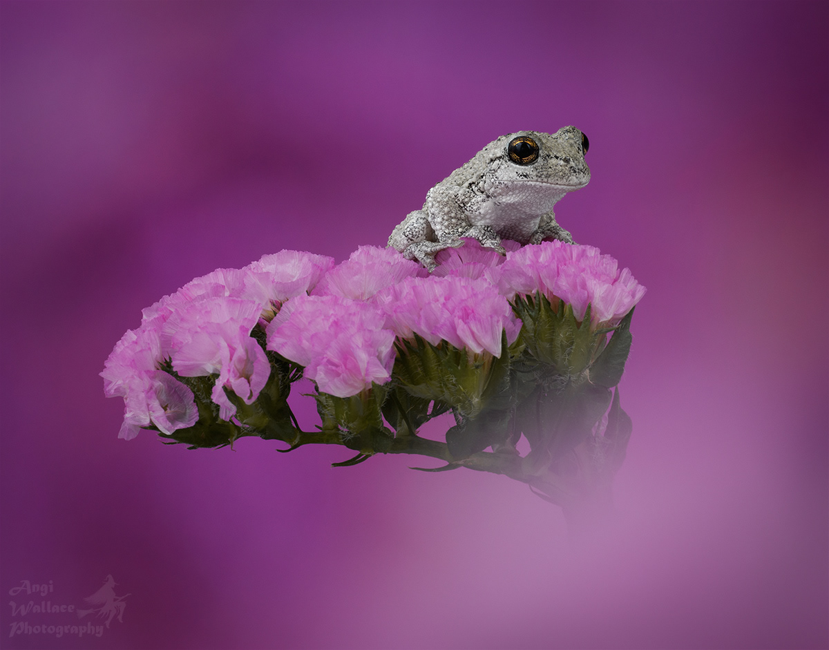 Gray tree frog