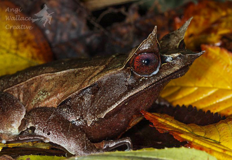 Leaf litter frog