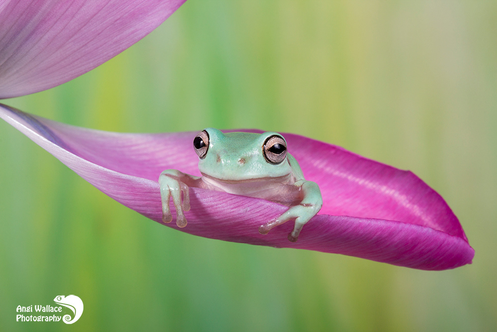 Whites tree frog