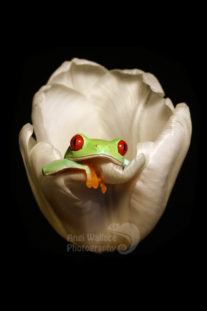 Red eyed tree frog