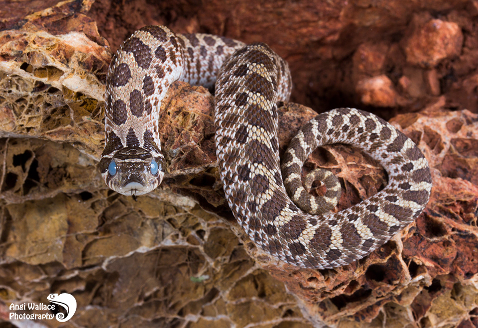 Hognose snake
