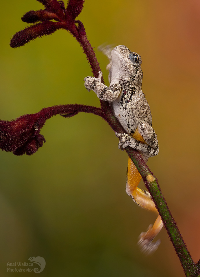 Gray tree frog