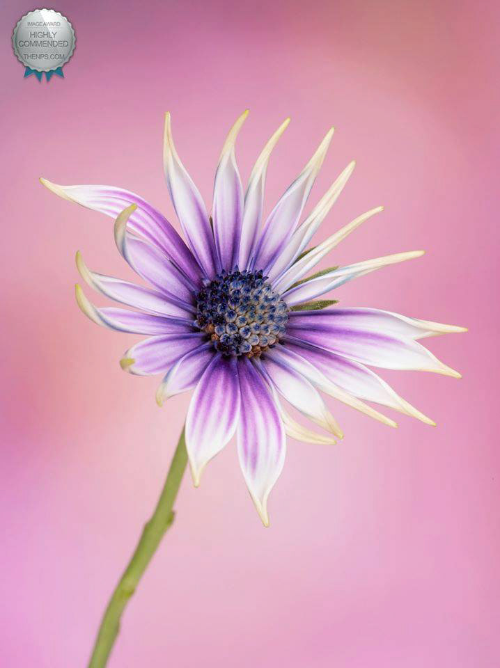 Osteospermum