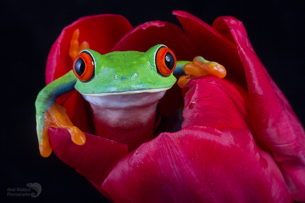 Red eyed tree frog