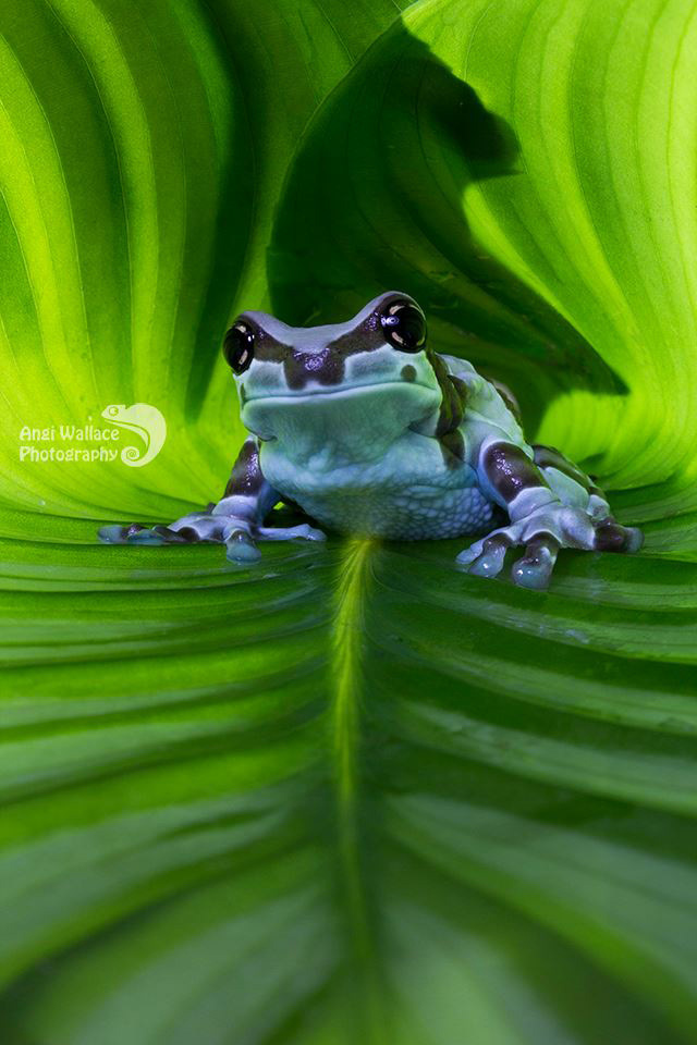 Amazon milk frog