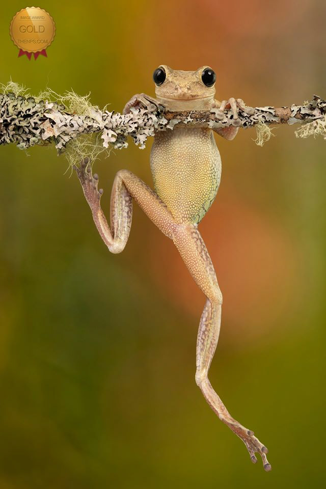 Cuban tree frog