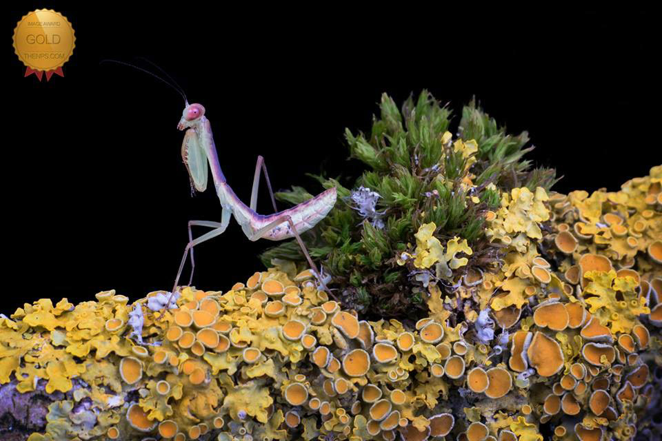 Red devil mantis