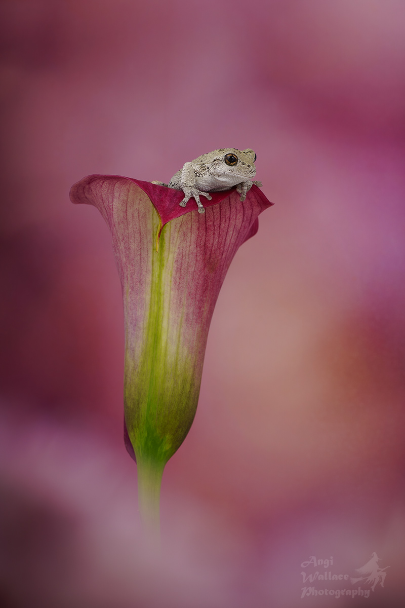 Gray tree frog