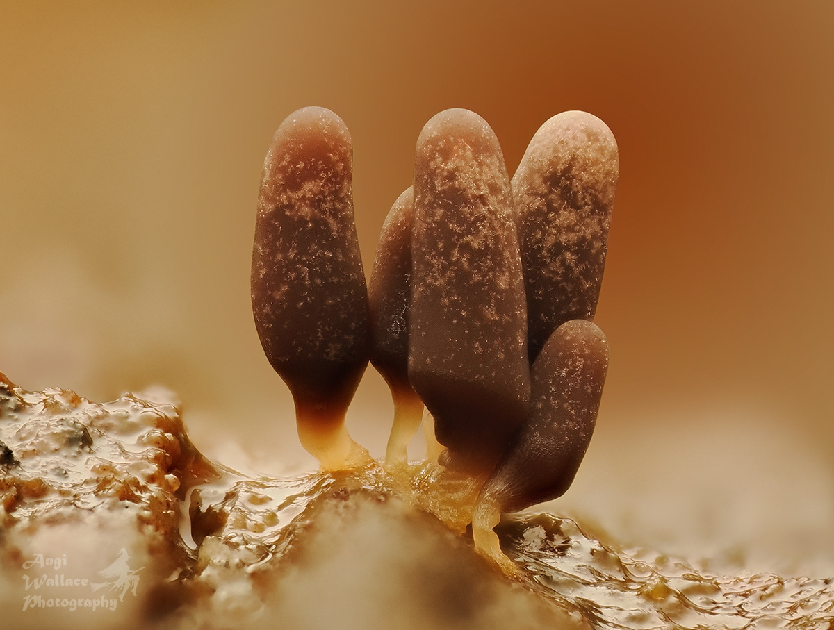Arcyria incarnata