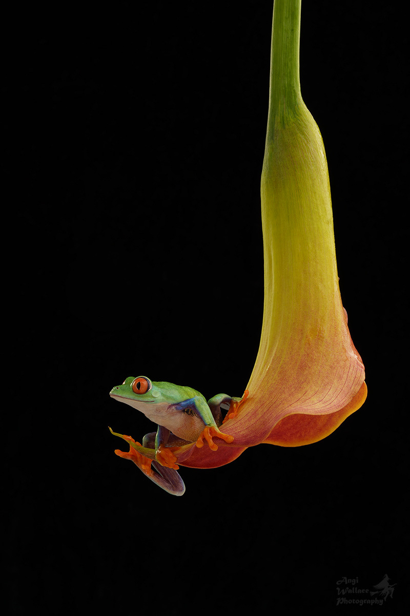 Red eyed tree frog