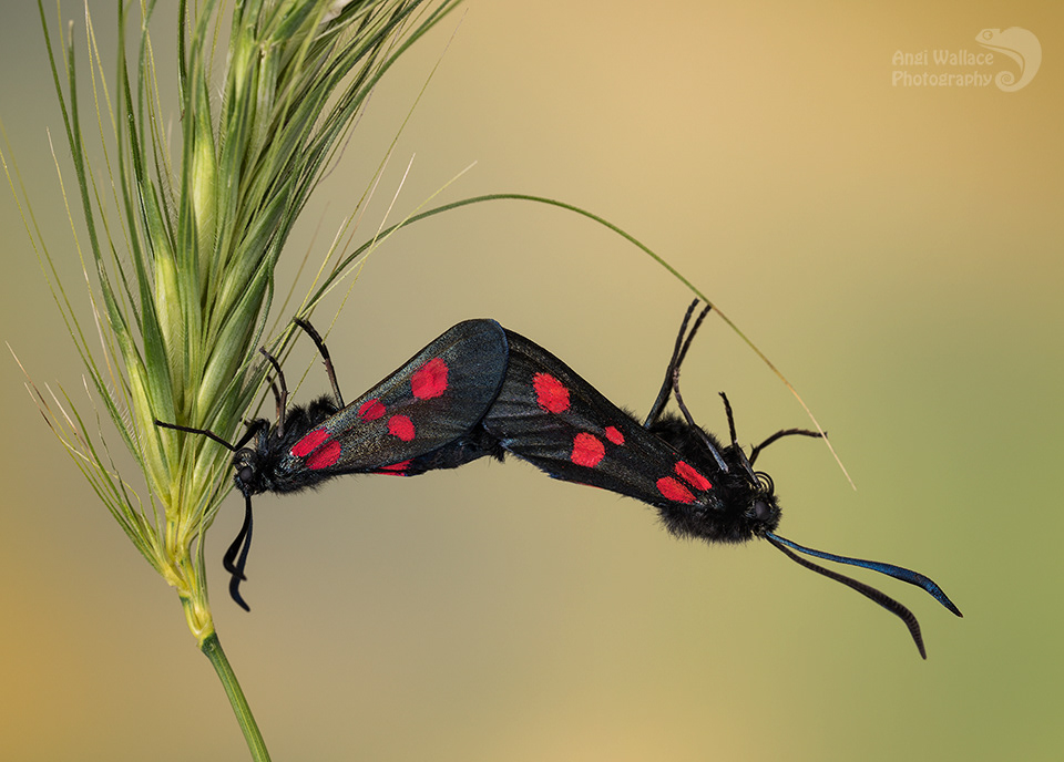 Burnett moths