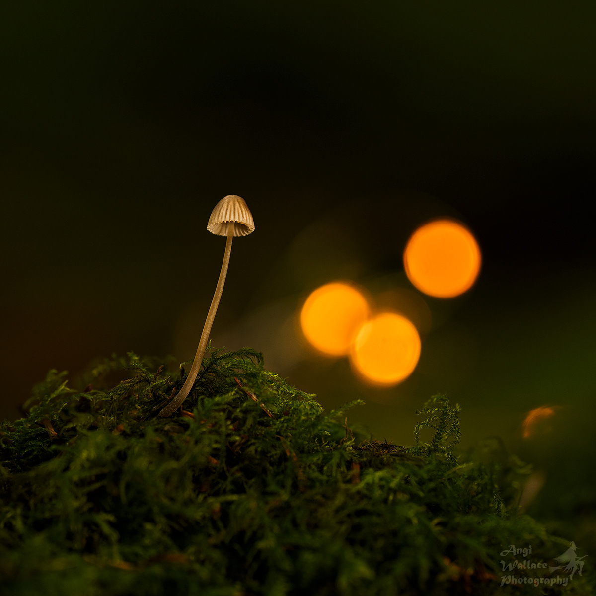 Bonnet