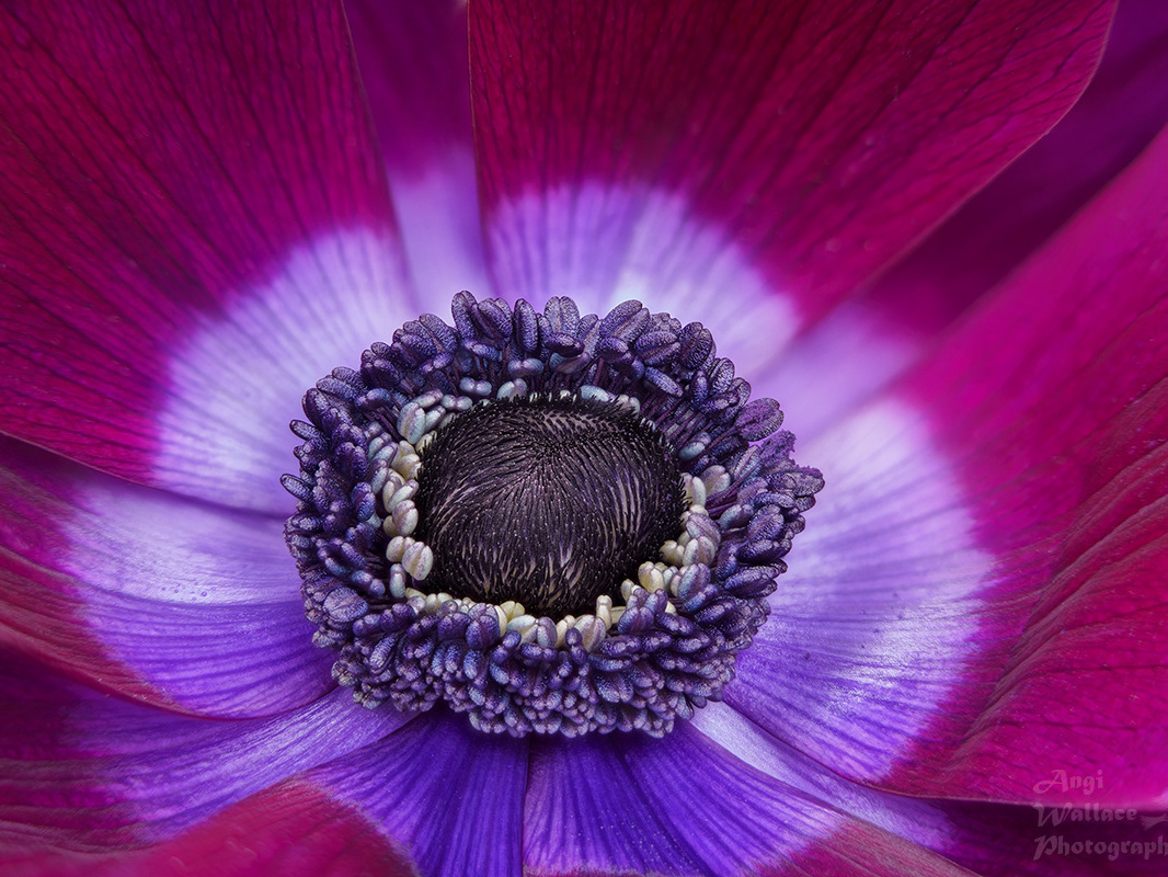 Angi Wallace - Floral and plant life