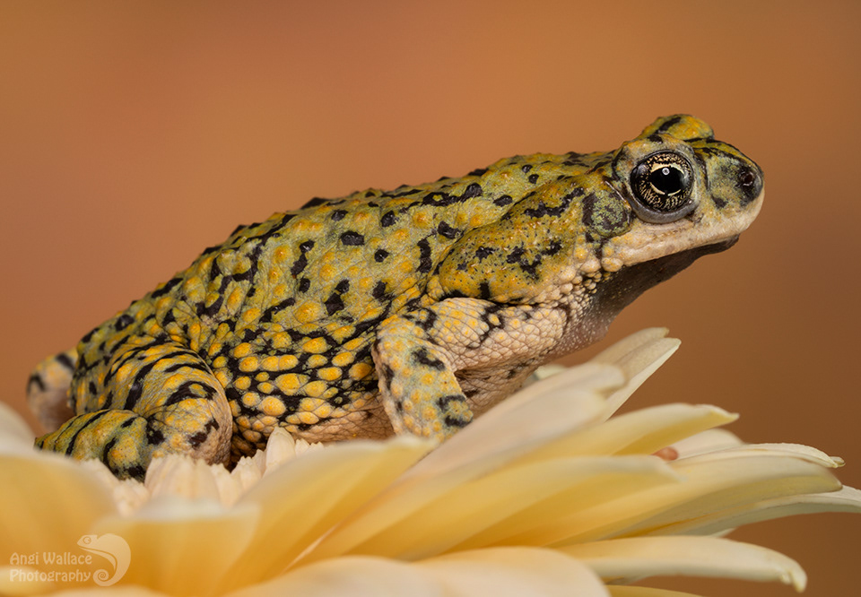Western green toad