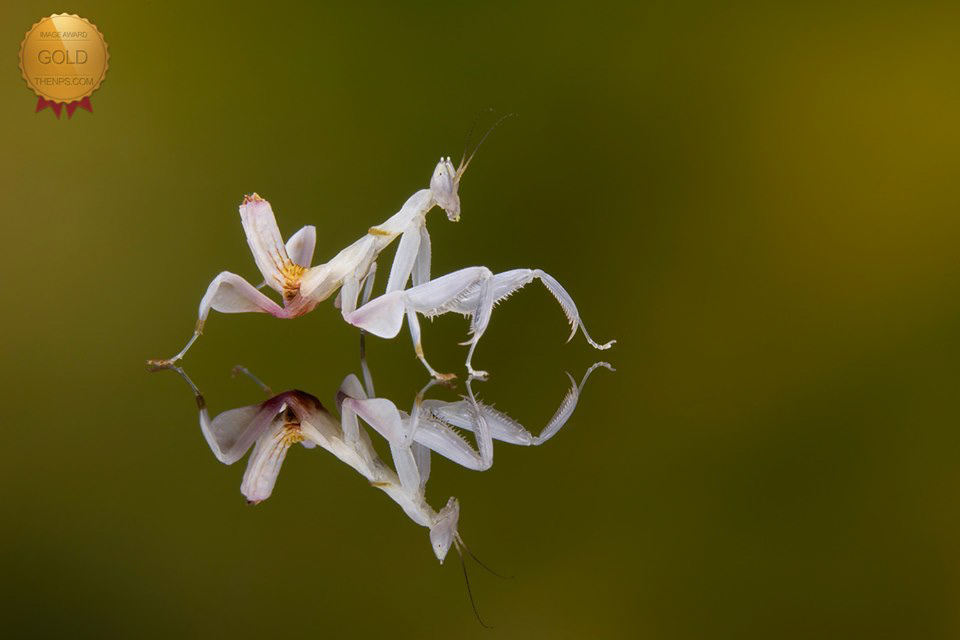 Orchid mantis