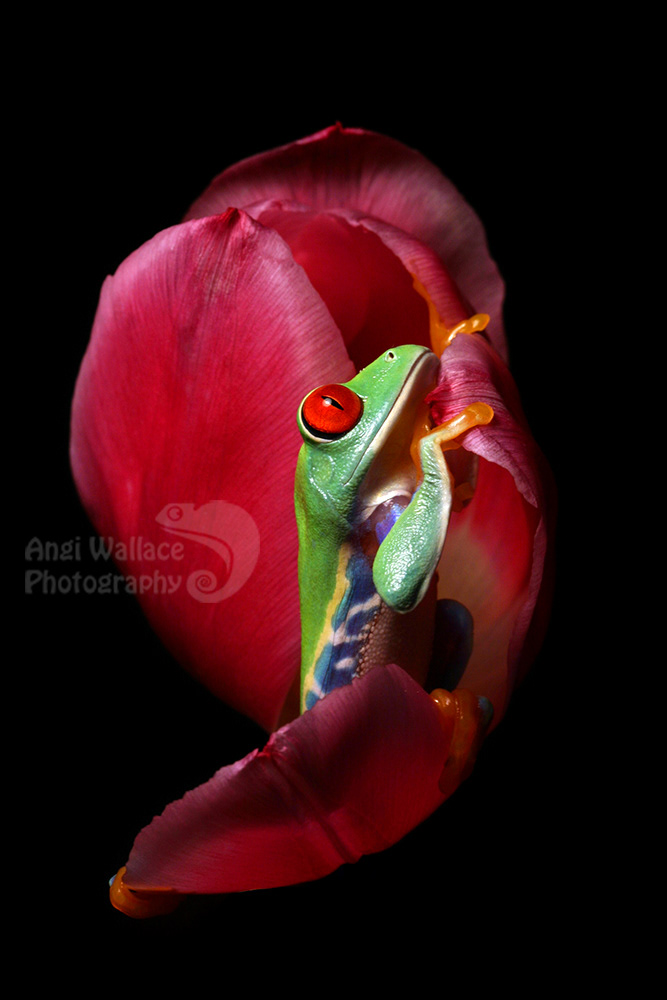 Red eyed tree frog