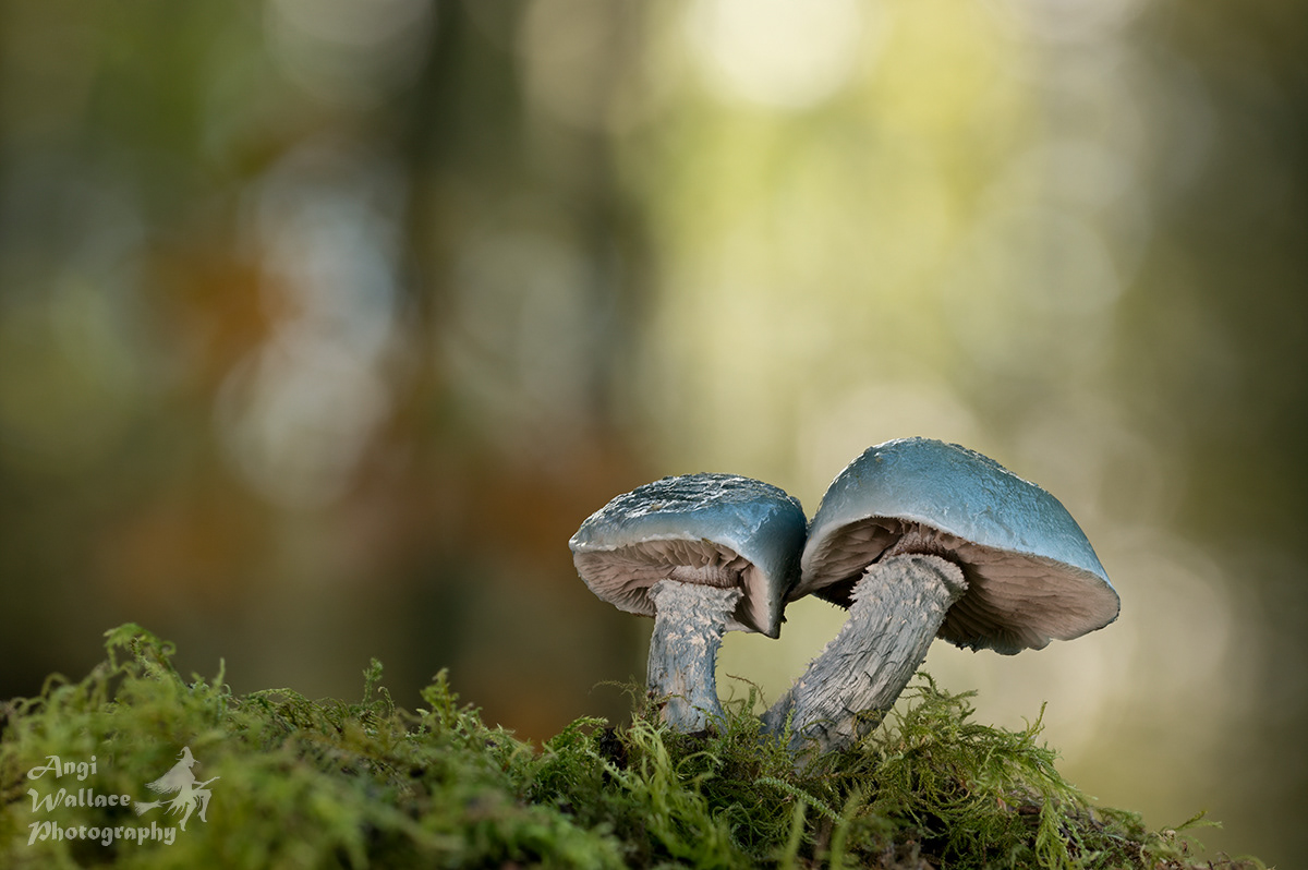 Verdigris agaric