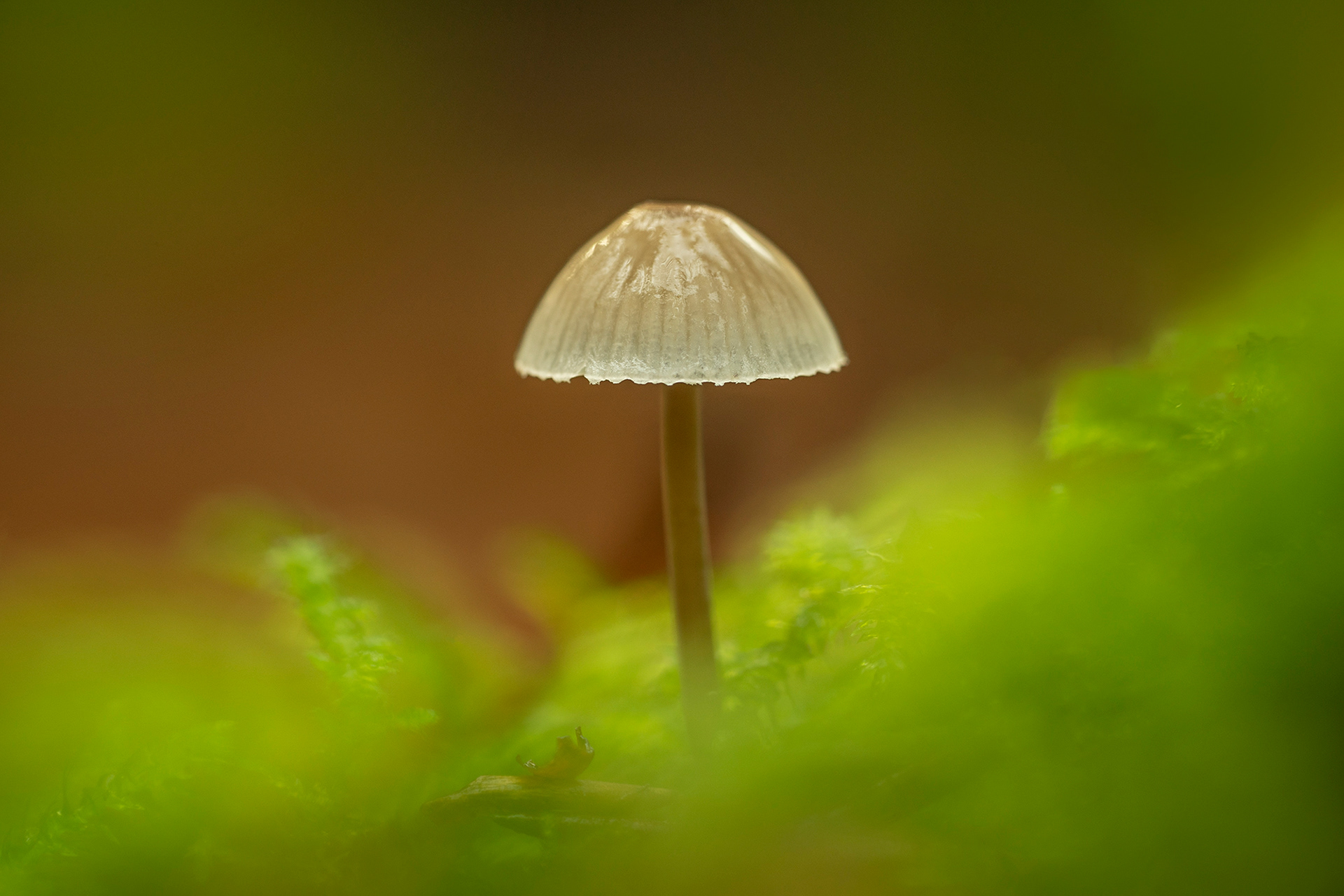 Bonnet