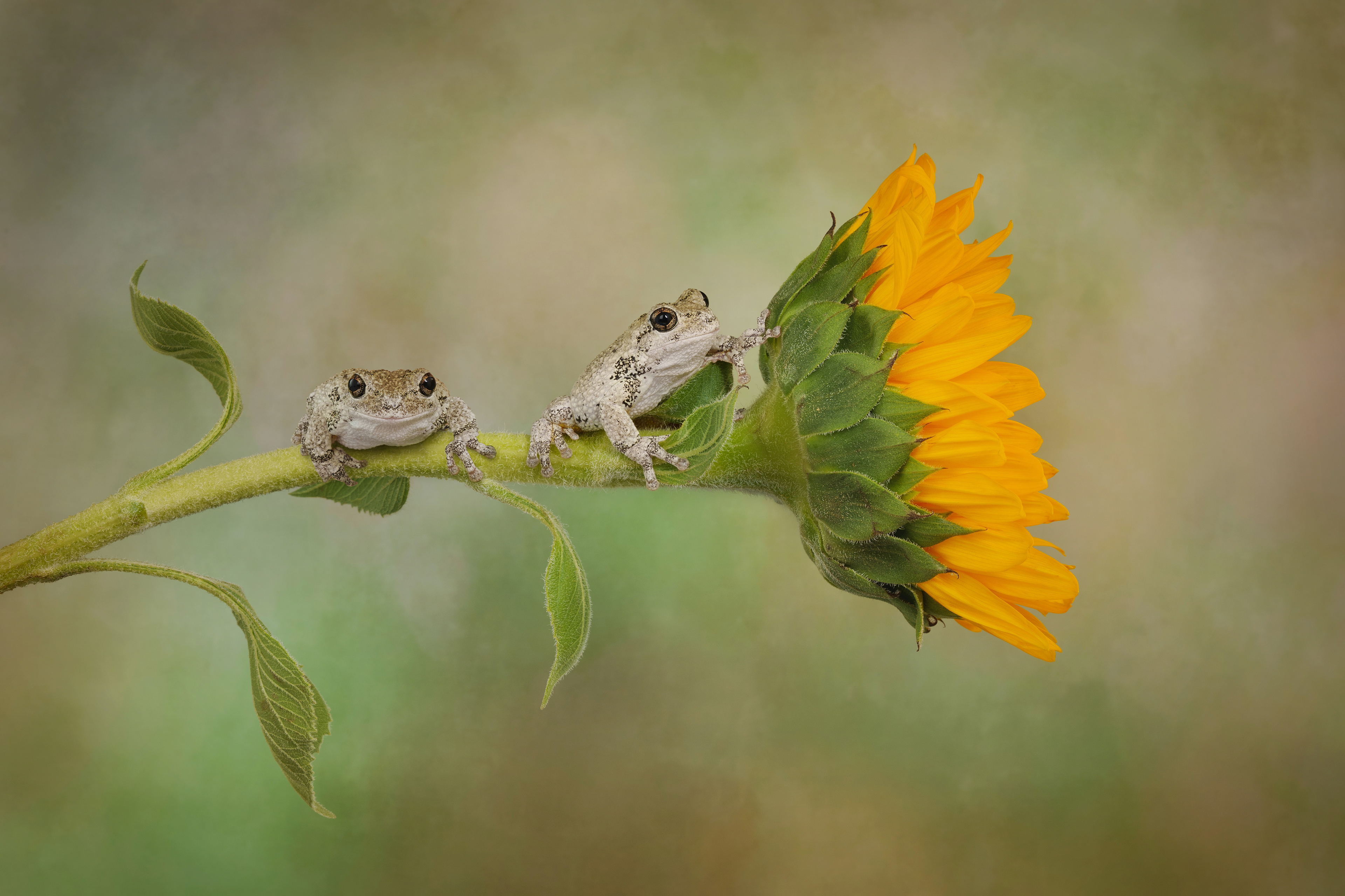 Gray tree frogs