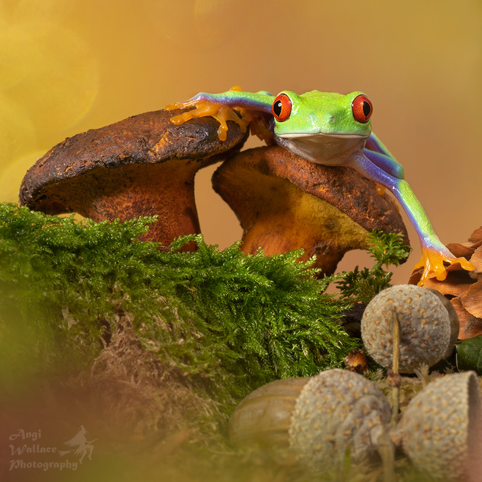 Red eyed tree frog
