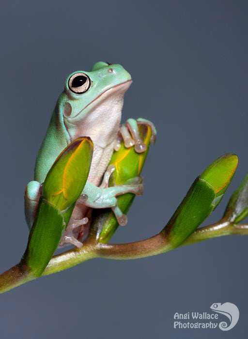 Whites tree frog